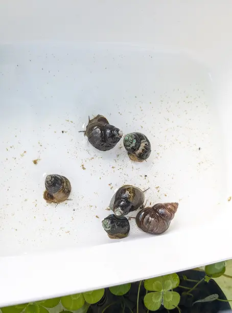 6匹のヒメタニシがだんだんのそのそと動き出した様子