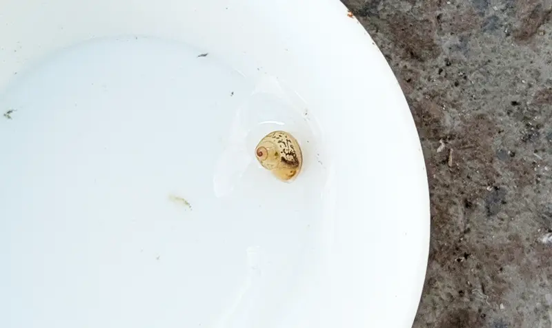 ヒメタニシの稚貝