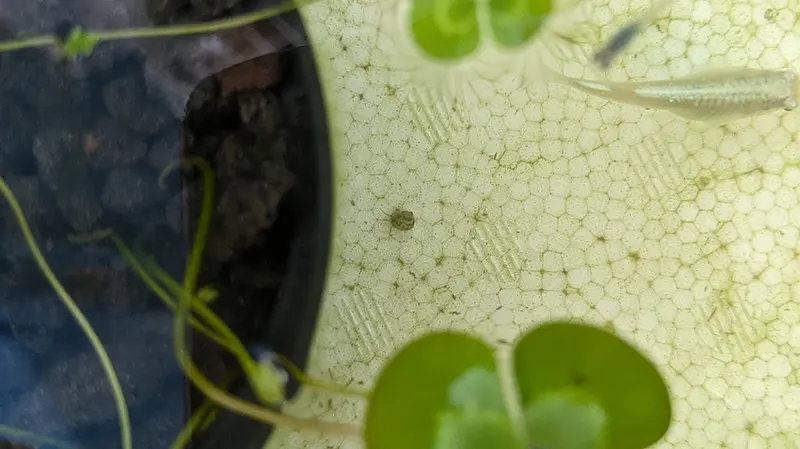 ヒメタニシの稚貝が鉢の下にいる様子