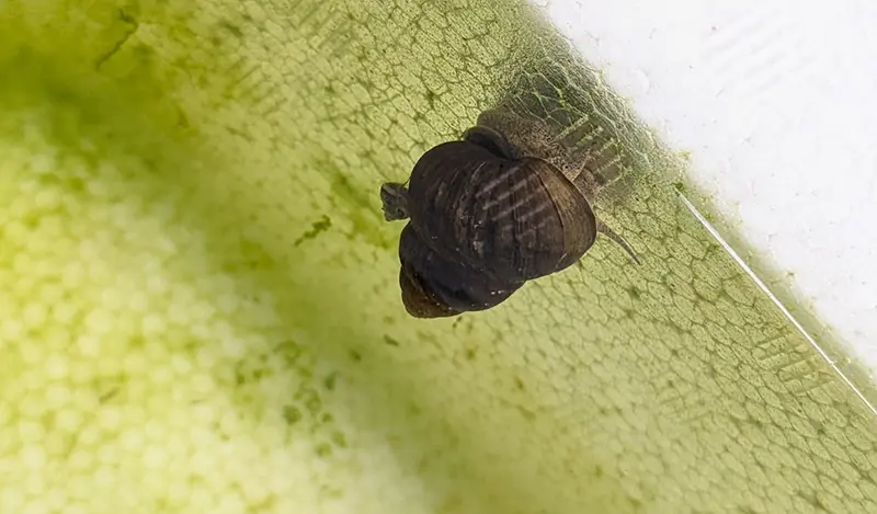 ビックマムのヒメタニシにくっついてる稚貝