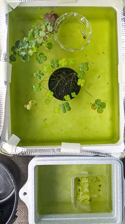 リセット前のメダカ水槽が緑色の様子
