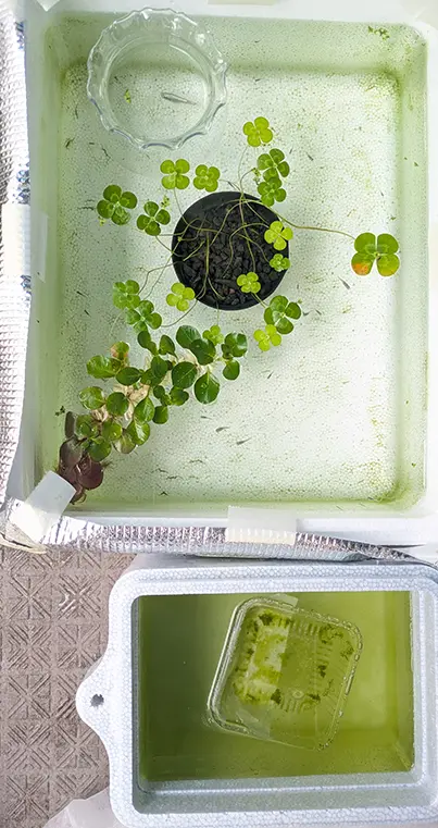 リセット後のメダカ水槽透明な様子