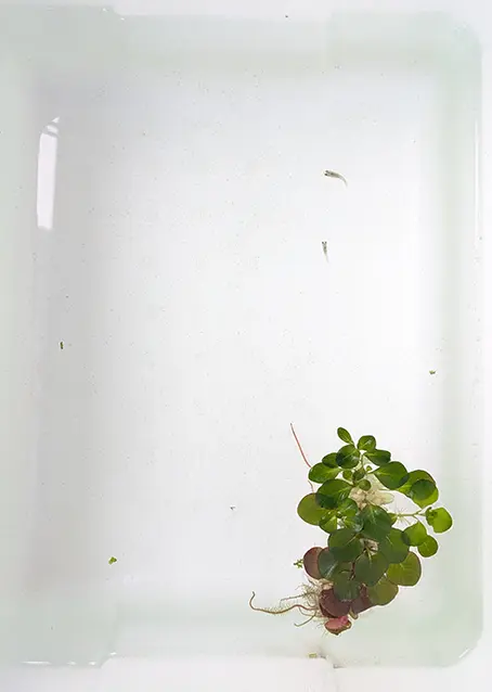新しい子メダカ♂水槽