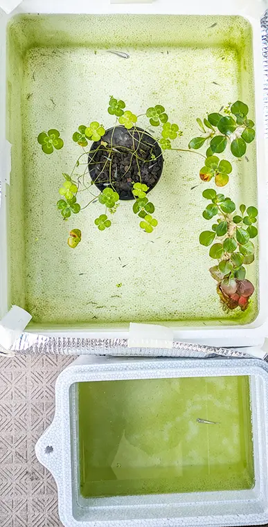ヒメタニシ投入前のメダカ水槽