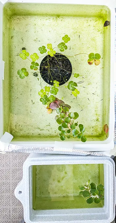 ヒメタニシ投入翌日のメダカ水槽