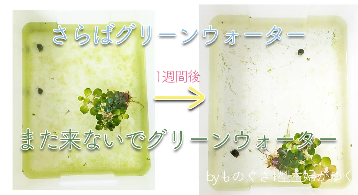 さらばグリーンウォーターまた来ないでグリーンウォーターと書かれたアイキャッチ画像