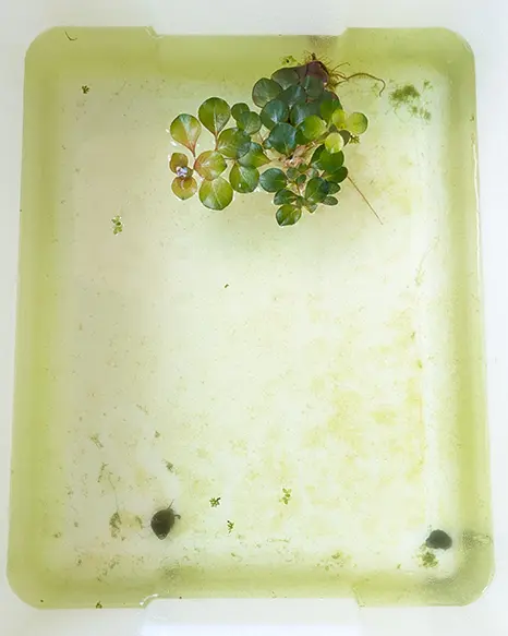 徐々に水がクリアーになっている様子