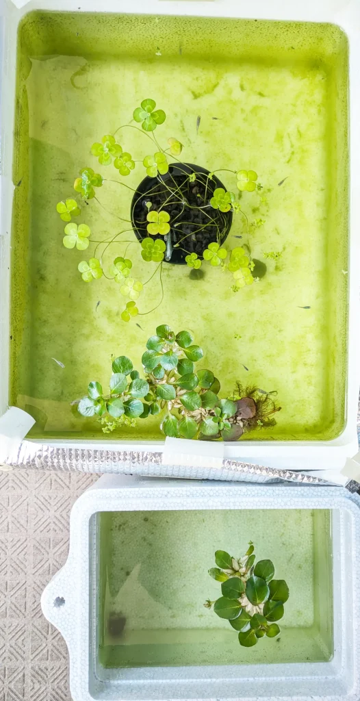 ヒメタニシ投入したてのメイン水槽、まだまだ濁っている