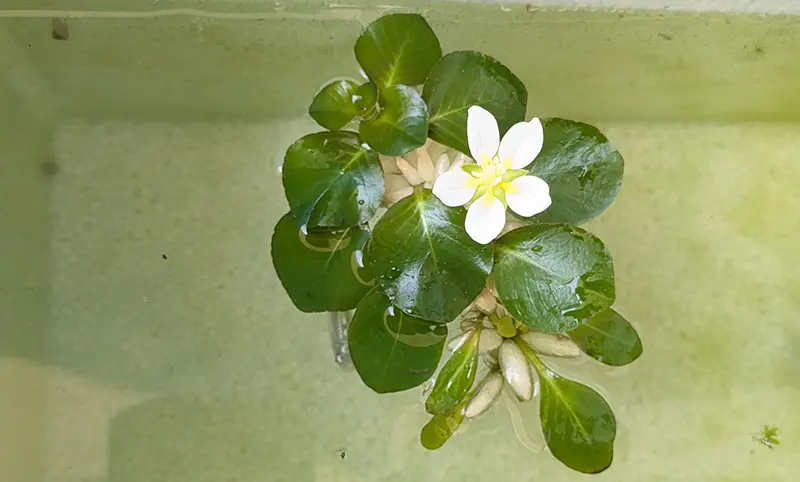 白玉浮草の白いお花