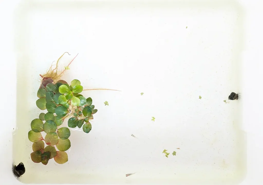 新しい水槽もすっかり透明になった様子