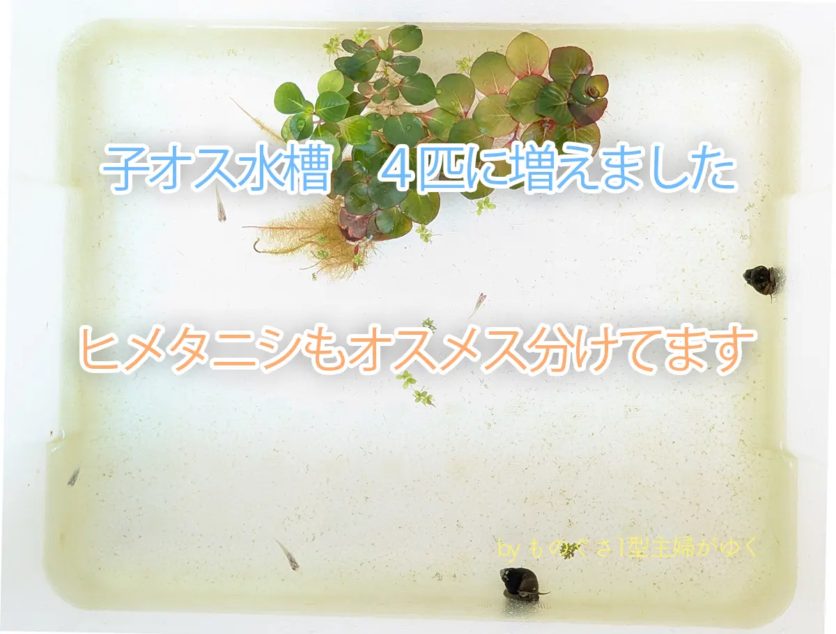子メダカ♂が4匹いる様子