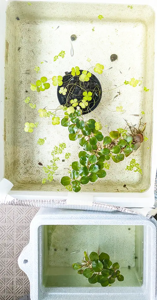 きれいな水の状態の本水槽とオス水槽