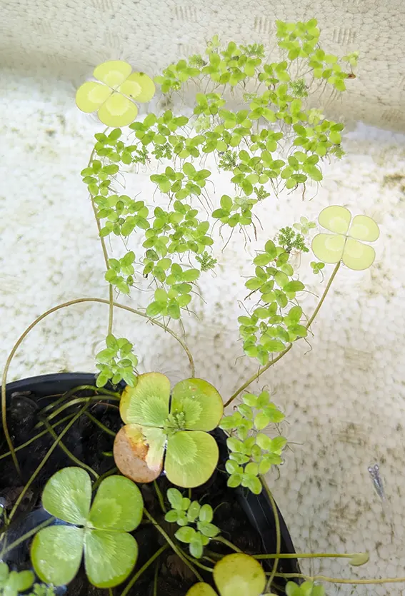 小さい緑の浮草が増えている様子
