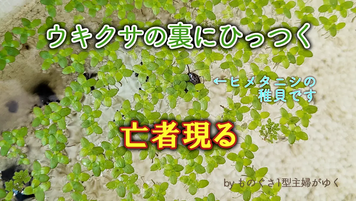ウキクサの裏にひっつくヒメタニシの稚貝と亡者現るの文字