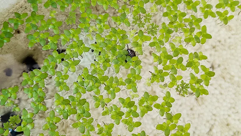 アオウキクサにつかまる子ヒメタニシ