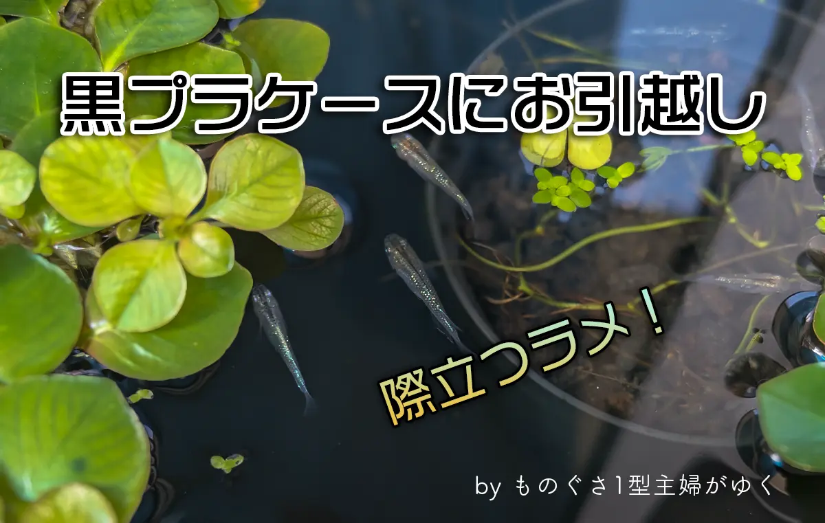 黒プラケースにお引越し、際立つラメと書かれたアイキャッチ画像