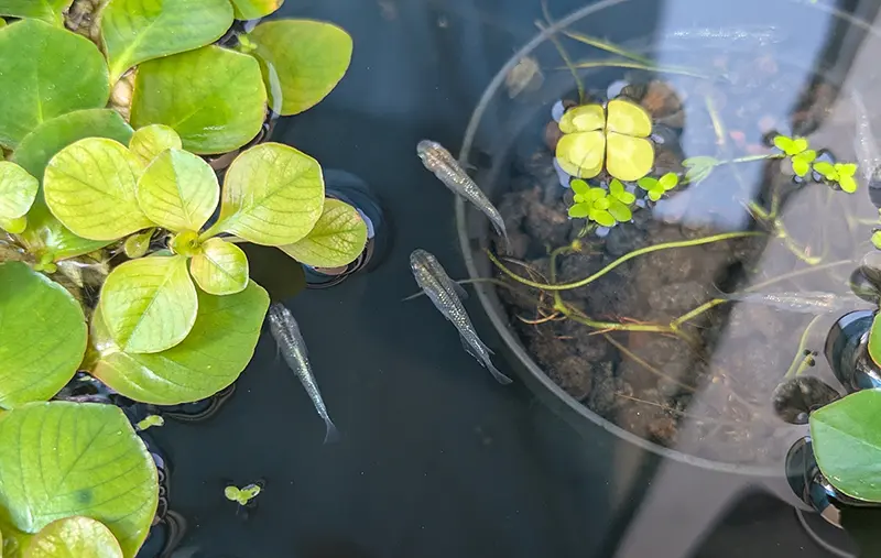 オス水槽の子オス3匹