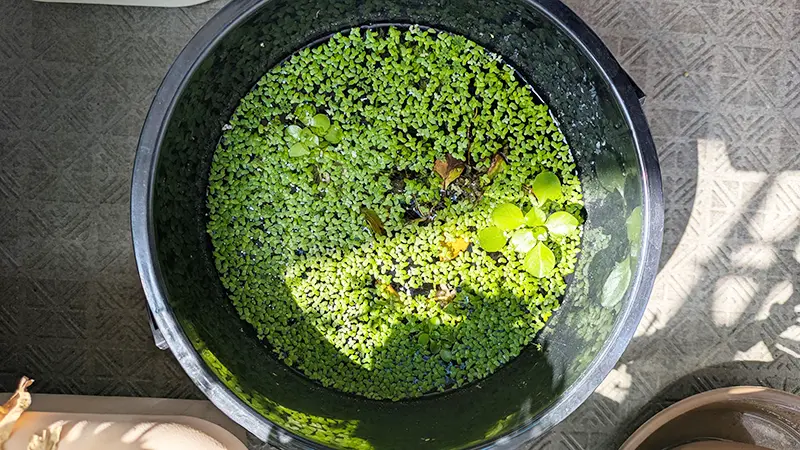 バケツに大量に浮いているアオウキクサ