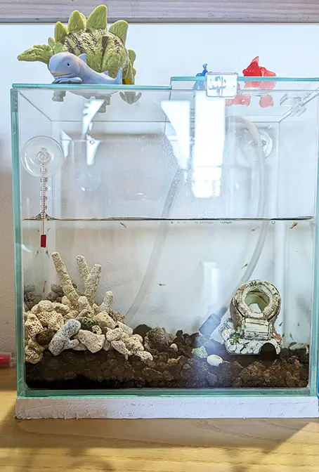 サンゴ石と樽のレイアウトを設置した新しい水槽全体