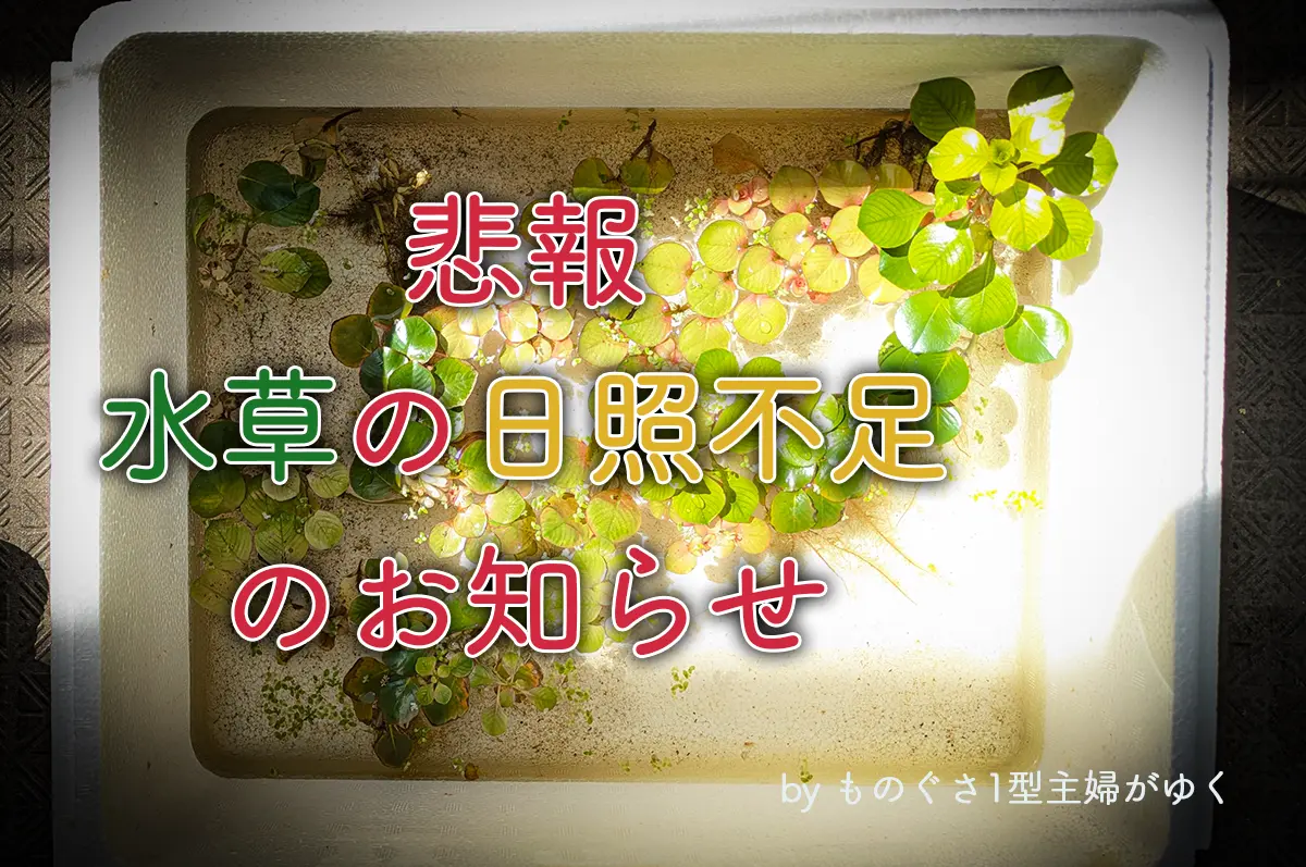 悲報水草の日照不足のお知らせと書かれたアイキャッチ