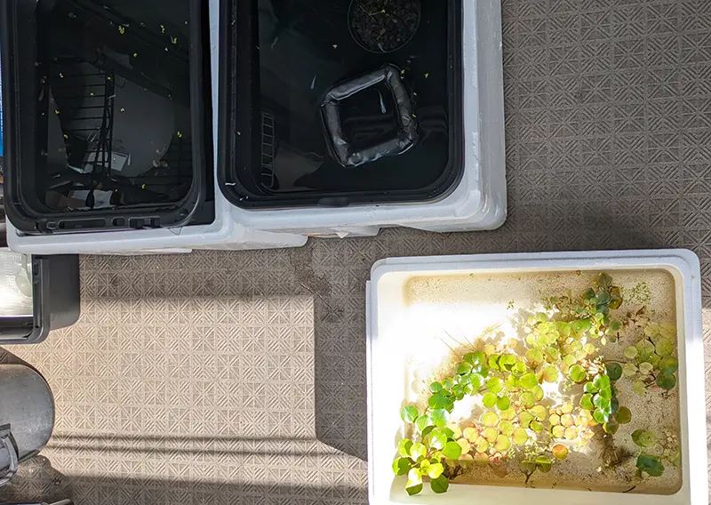 メダカ水槽と水水槽にわけた