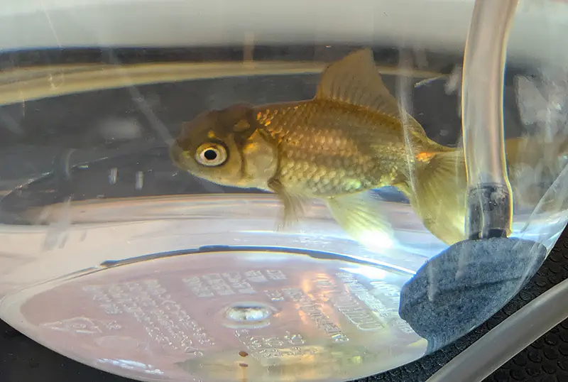新しい金魚黒色と金色に見える