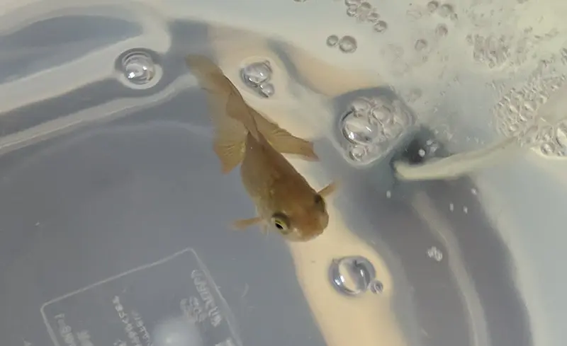 こちらを見ている新入り金魚