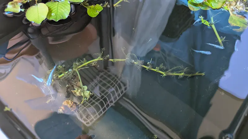枯れかけた白玉浮草に群がるヒメタニシたち
