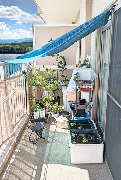 ベランダシェードの陰でで守られたメダカ水槽