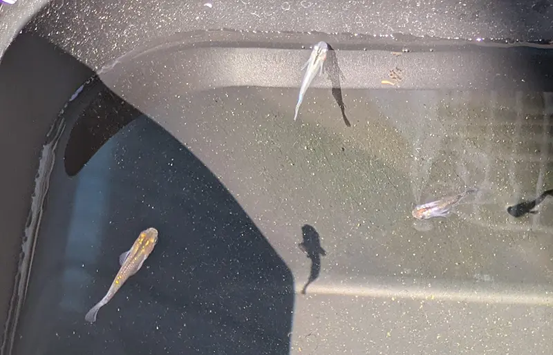 オス水槽の子メダカたち