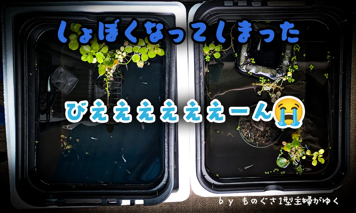 猛暑で白玉浮草が減って寂しくなったメダカ水槽
