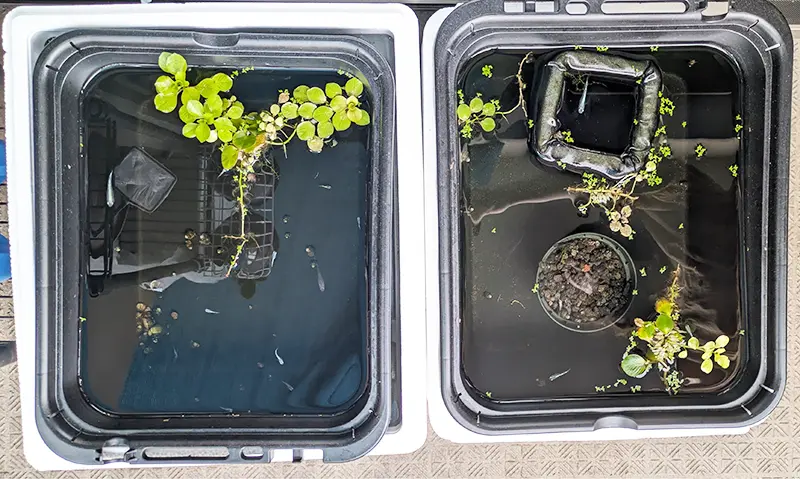 なんだか水草も減って寂しくなったメダカ水槽