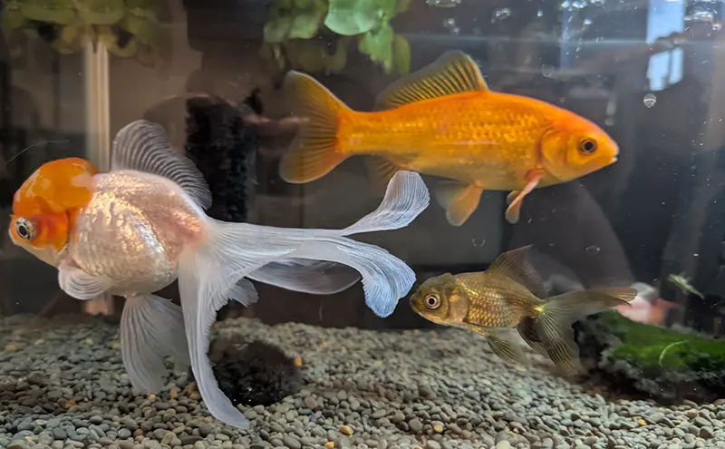 室内金魚水槽の様子