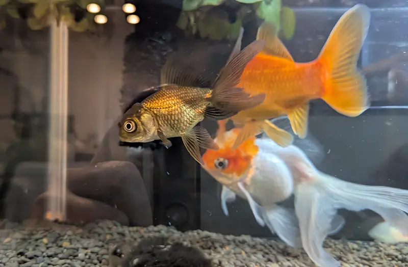 室内金魚水槽、黒金の新人くーたん、たぶんオランダ獅子頭