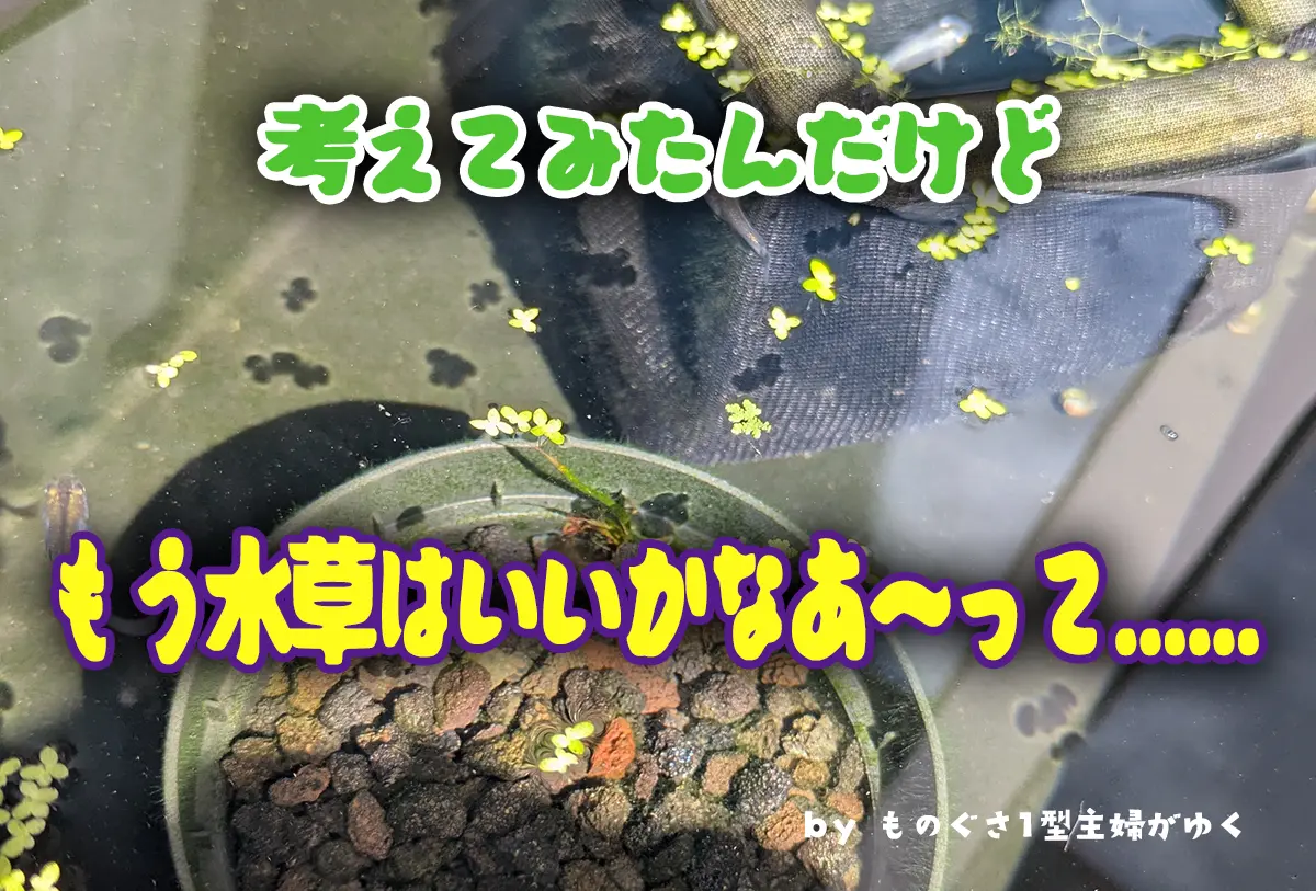 考えてみたんだけど、水草はもういいかなあ～ってとかかれたアイキャッチ画像