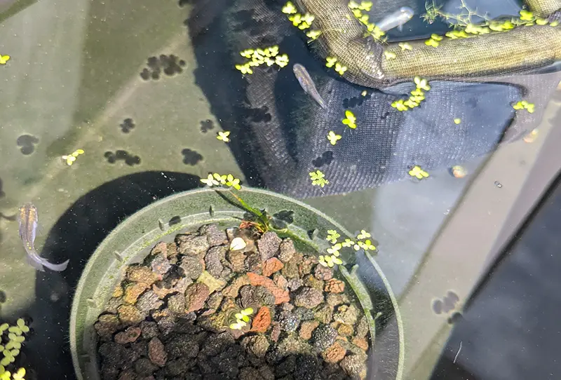 ちょろんと残された最後のムチカ
