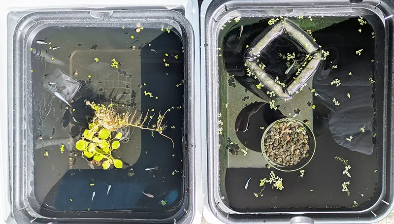 オスメス水槽の現在の様子、水草が減った