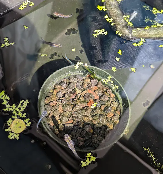 オス水槽の様子