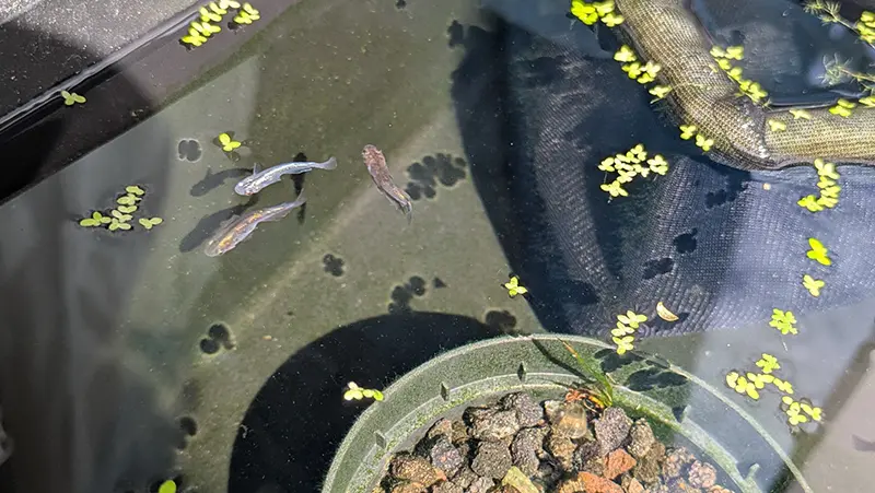 オス水槽の様子、ラメがキレイ