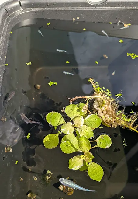 メス水槽の白玉浮草