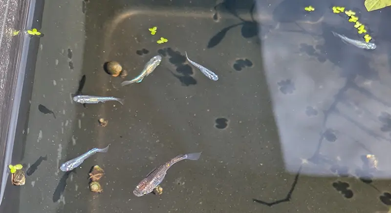 メス水槽の様子