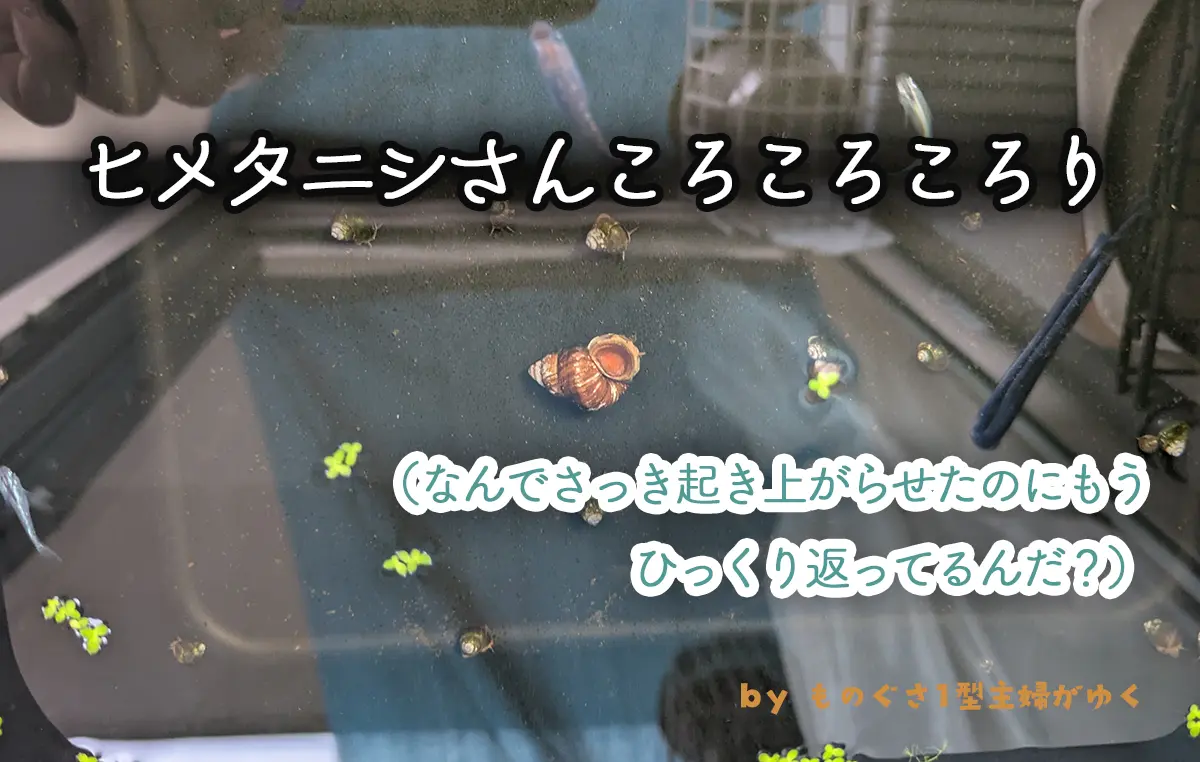 ヒメタニシさんころころころり、（なんでさっき起き上がらせたばっかりなのに、もうひっくり返ってんだ？）と書かれたアイキャッチ画像