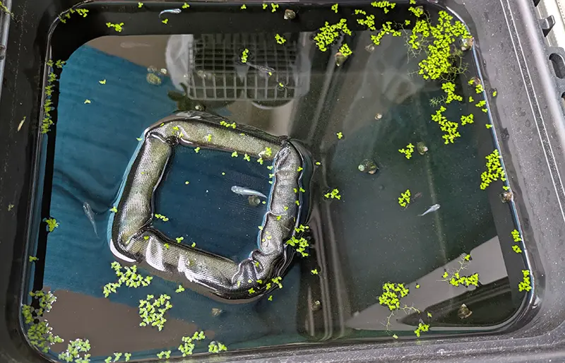 オス水槽の様子