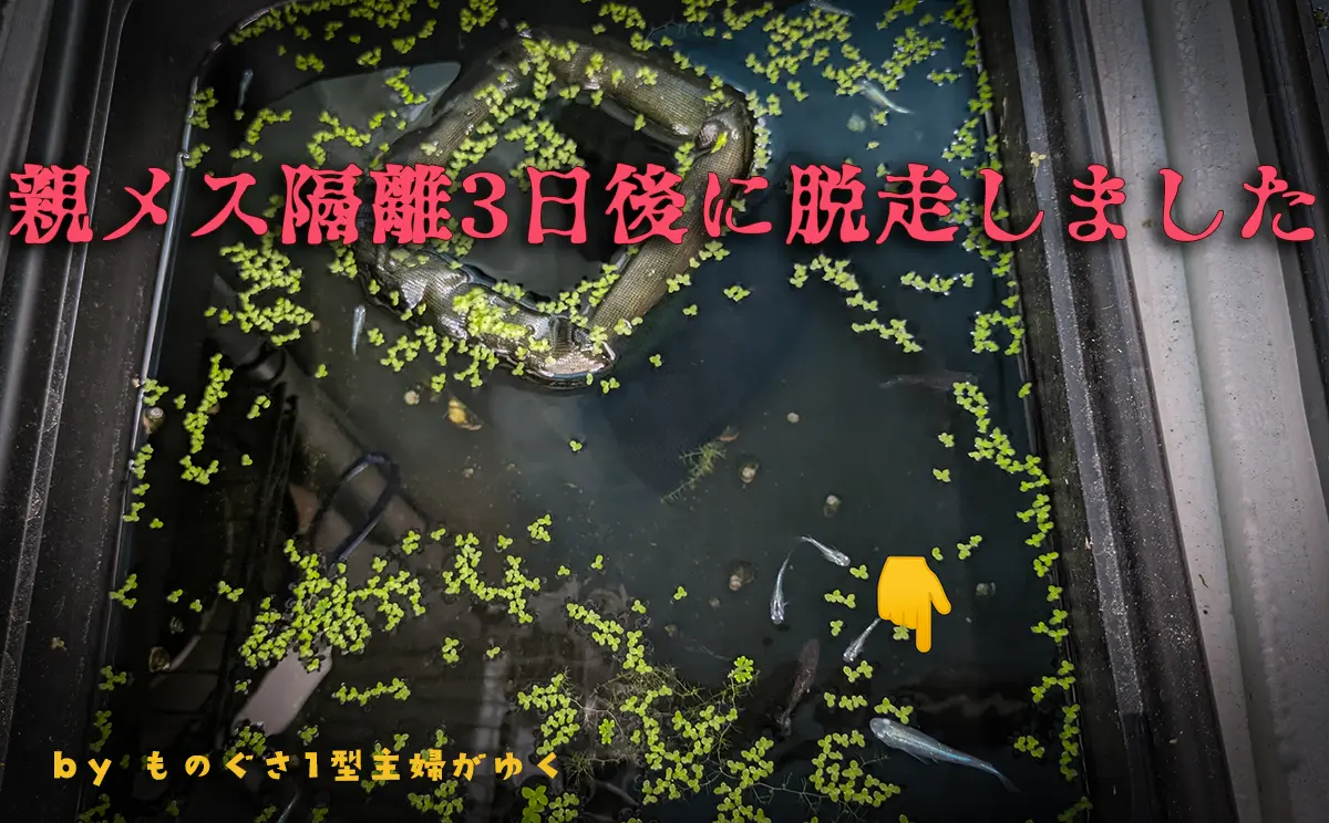 親メス隔離3日後に脱走しましたと書かれたアイキャッチ