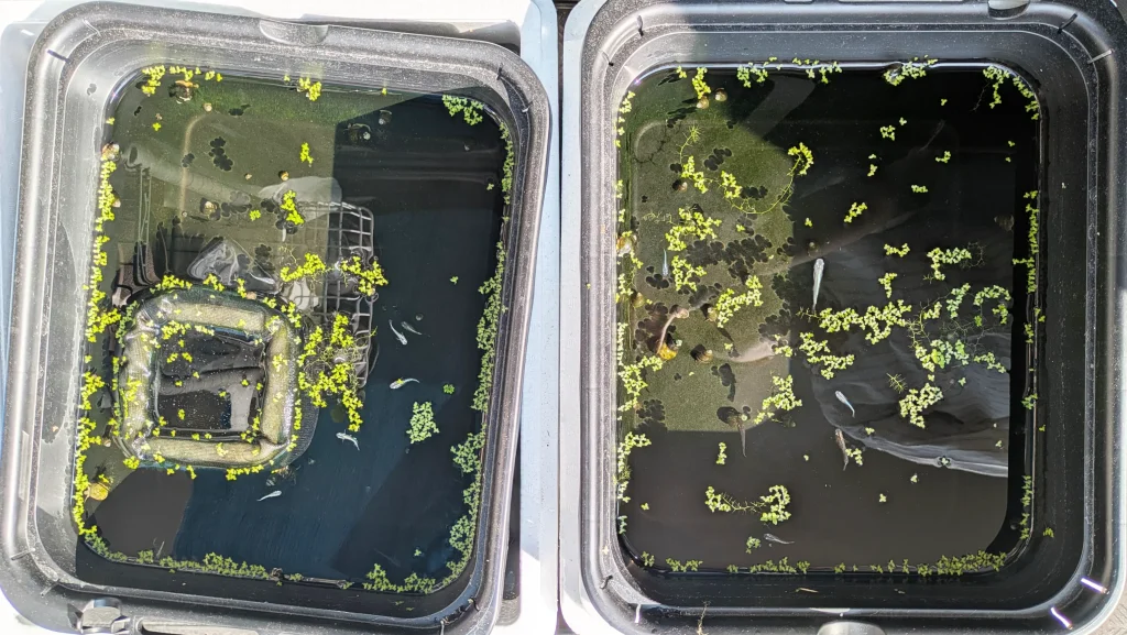 メダカのオス水槽で隔離部屋を外しメス水槽へと移動させた様子