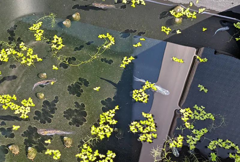 隔離から解放されてのびのびと泳ぐ親オスの水槽