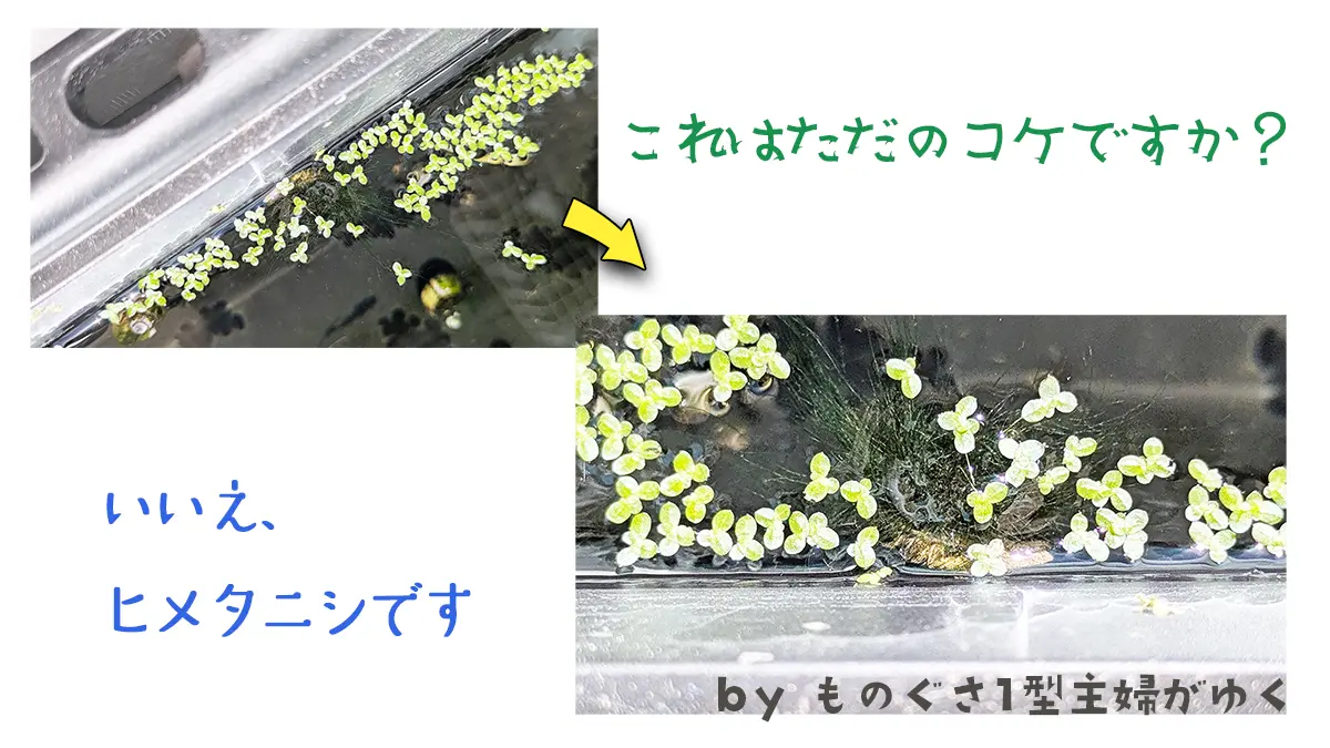 コケまみれのヒメタニシと「これただのコケですか？いいえ、ヒメタニシです」のテキスト画像