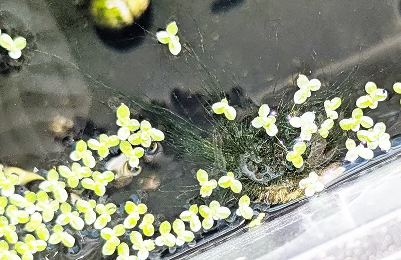 殻のコケが4cm近く伸びてふさふさになったヒメタニシ