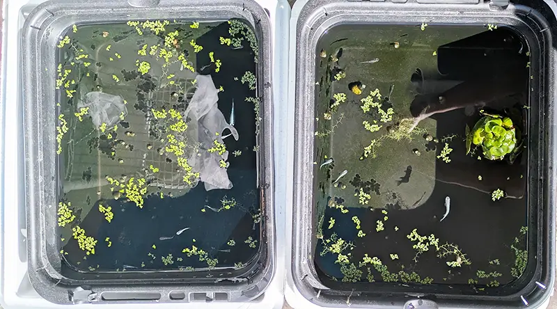 オスメス分けを行っているメダカとヒメタニシの水槽全体