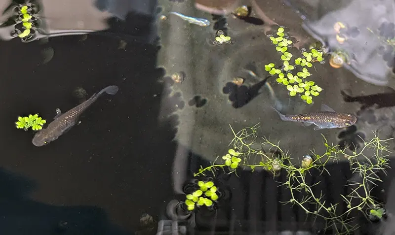 黒味が強く出た幹之系と楊貴妃ラメ系の2世メダカ